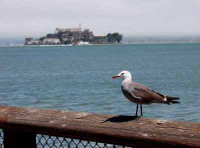 Pier 41 seagull