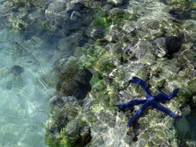 etu moana (blue starfish)