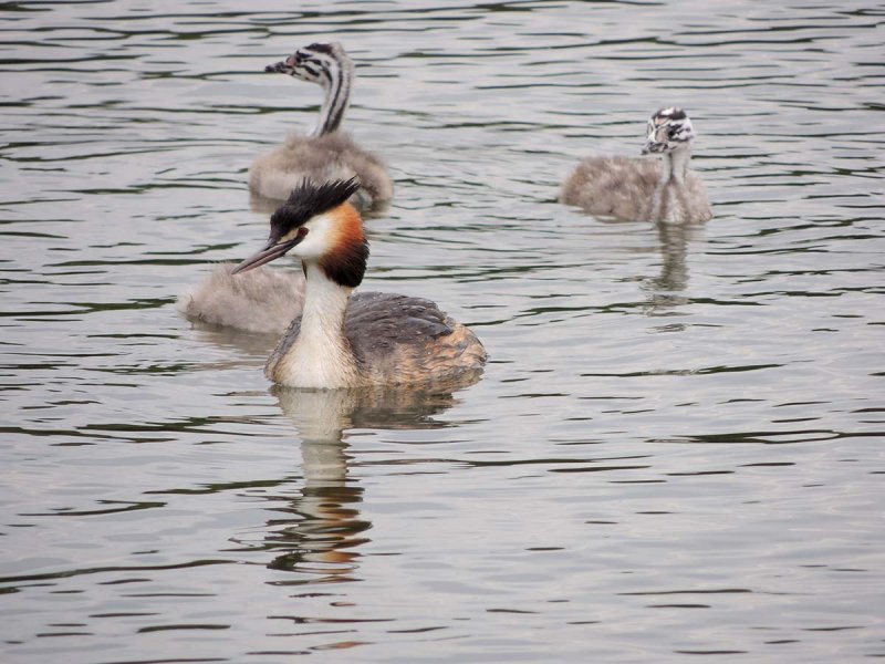 Earlswood Lakes