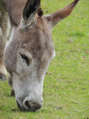 Donkey Sanctuary, Sutton Park