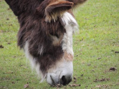 Donkey Sanctuary, Sutton Park