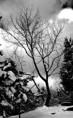 My Tree