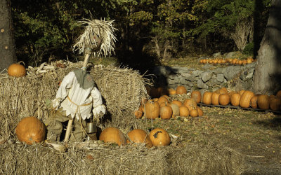 Pumpkin Man