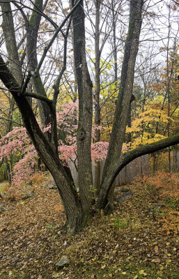Pastels of Autumn