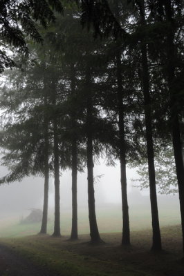 foggy_morning