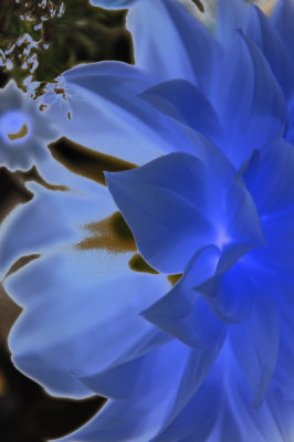 dahlias-artistic