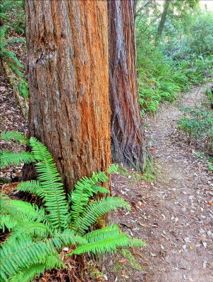 redwood_nature_trail
