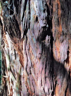 redwood_nature_trail