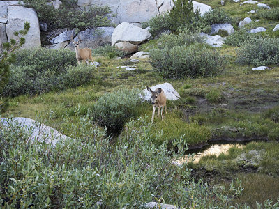 Visitors in Camp