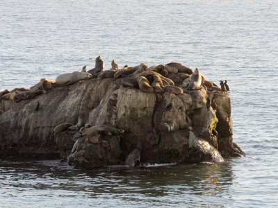 Sea Lions, Santa Cruz