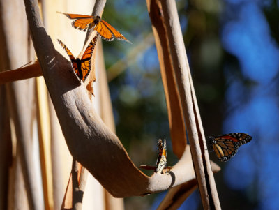 Monarch Butterflies, Santa Cruz