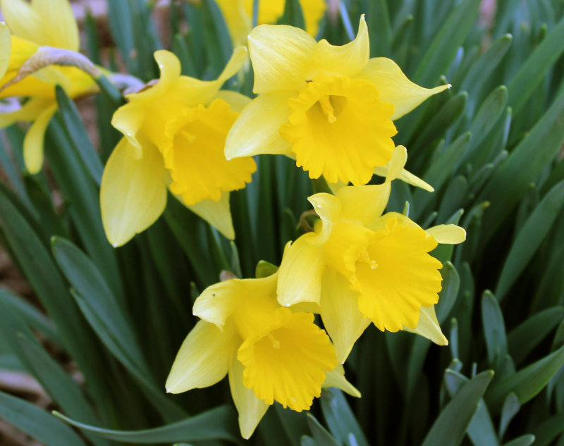 1st flowers2.jpg