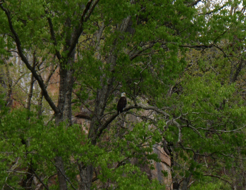 Eagle on Jacks Fork.jpg