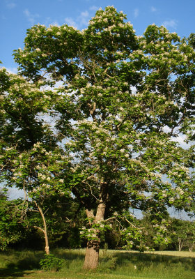 Catalpa Trees 003.jpg