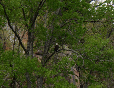Eagle on Jacks Fork.jpg