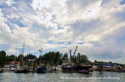 Whal Watching from Tofino on Vancouver Island