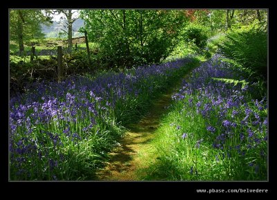 Stagshaw Garden #01, Ambleside