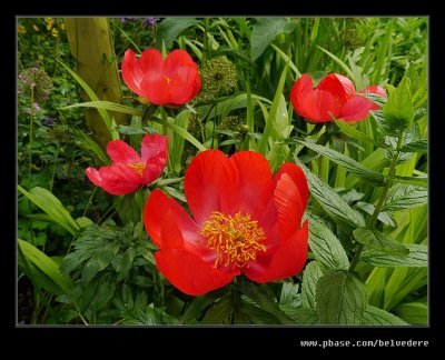 Poppy Garden #4, Hidcote Manor