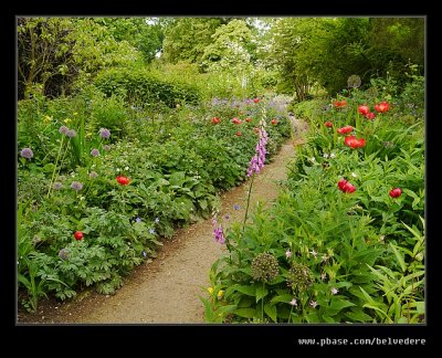 Poppy Garden #5, Hidcote Manor