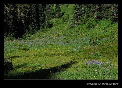 Nisqually Vista Trail #02, Mt Rainier National Park, WA