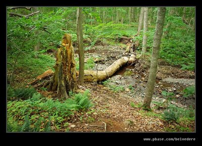Lone Shieling Trail #01, Cape Breton Highlands, Nova Scotia