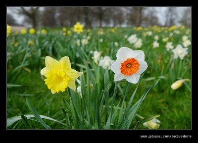 London 2016 - Hyde Park Daffodils