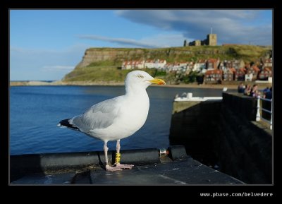 Whitby #45, Summer 2016, North Yorkshire