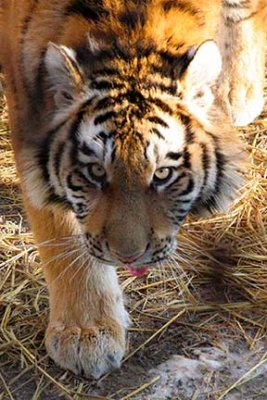 tiger