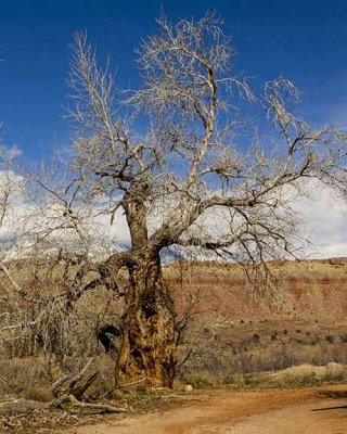 Civil Conservation Corps Camp tree