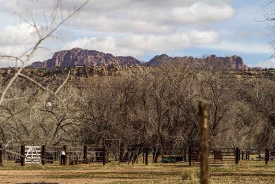 Pioneer Planted pear trees - Grafton