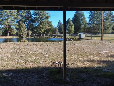 pond by Barn
