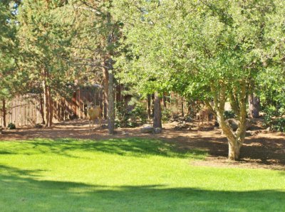 back yard