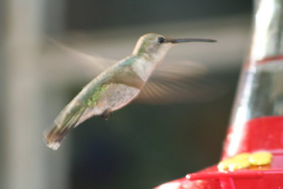 A Hummingbird