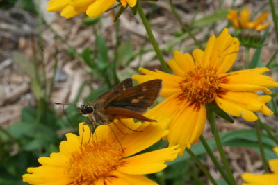 A Butterfly Standing Around...