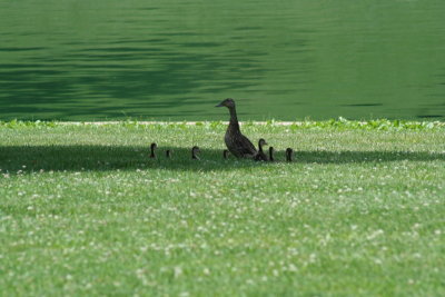 The Quack Family