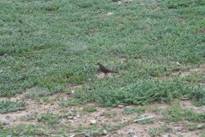 Birdie on the Grasslands