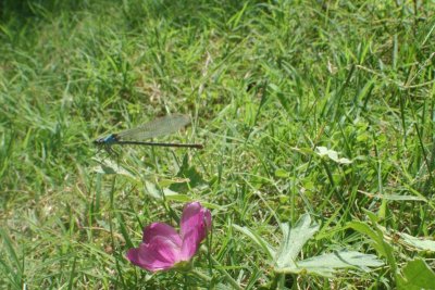 Friendly Dragonfly ~