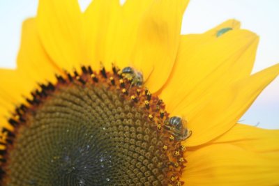Sunflower Bugs...