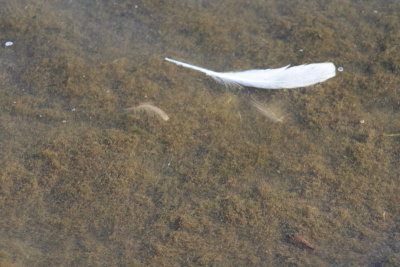 Floating Feather...