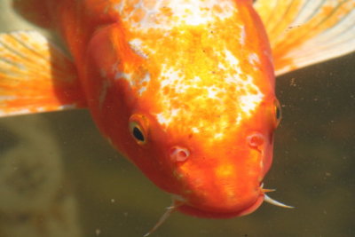 Fishy...