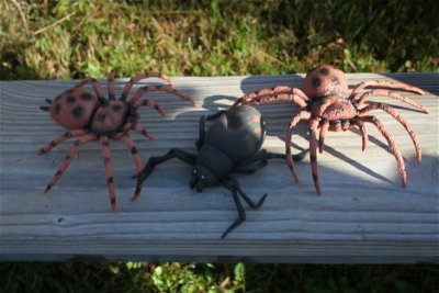 Some Spiders You might Find at the Fox Meadows...