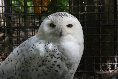 Snowy Owl