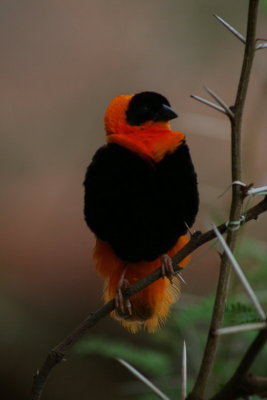 Seen this Beauty at the Henry Doorly Zoo