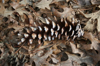 WI Dells Pine Cone