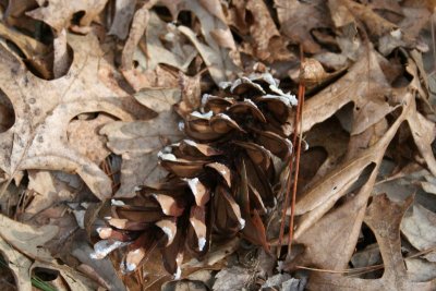 WI Dells Pine Cone