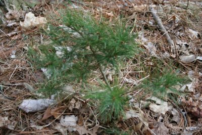 WI Dells Baby Tree & Pine Cone