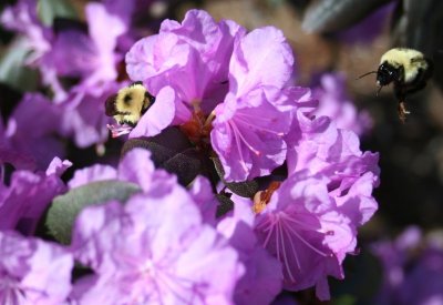 IMG_1385.JPG