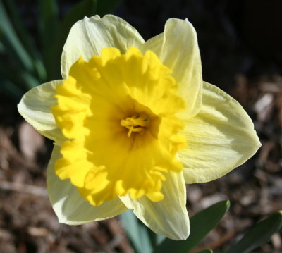Gorgeous Flower...