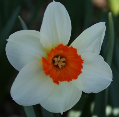 Petals Open Wide...