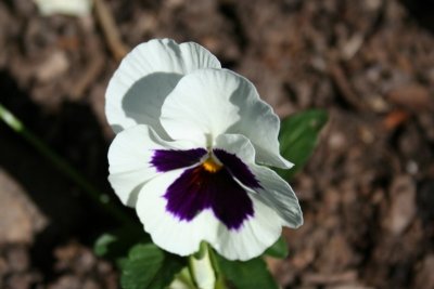 IMG_1469.JPG